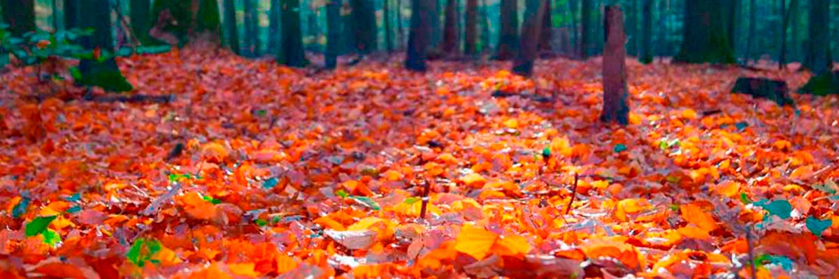 Reconectarnos con Mindfulness